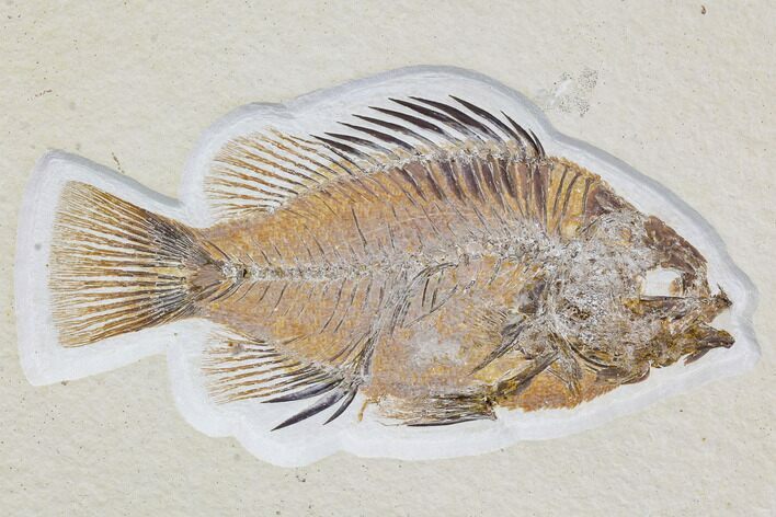 Detailed, Priscacara Fossil Fish - Wyoming #107470